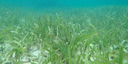 Seagrass_PS